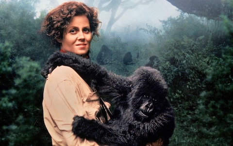 Sigourney Weaver ve filmu Gorily v mlze / Gorillas in the Mist: The Story of Dian Fossey