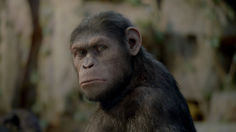 Fotografie z filmu Zrození Planety opic / Rise of the Planet of the Apes