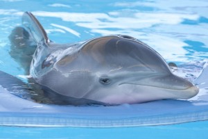 Fotografie z filmu <b>Můj přítel delfín</b>