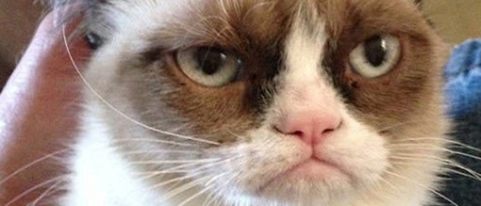 Internetový hit Grumpy Cat míří do filmu