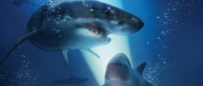 47 Meters Down: The Next Chapter: první teaser žraločího sequelu