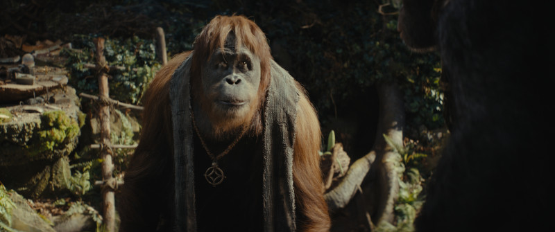 Fotografie z filmu Království Planeta opic / Kingdom of the Planet of the Apes